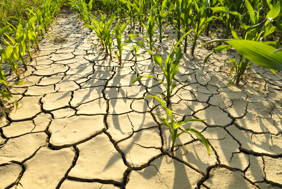 CRISPR Plays God With Our Genes, But First, Drought-Resistant Corn ...